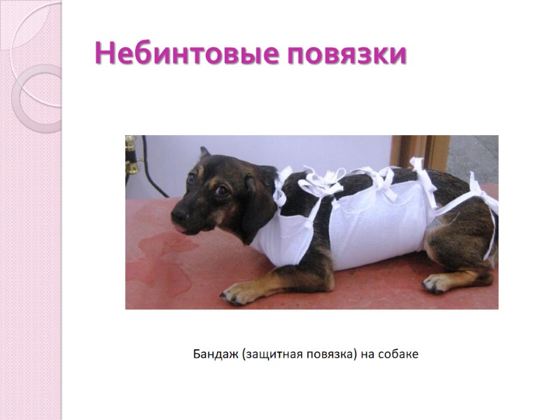 Небинтовые повязки Бандаж (защитная повязка) на собаке